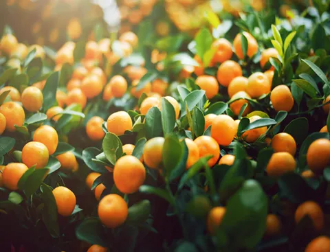 UrbaGro vertical farming produce